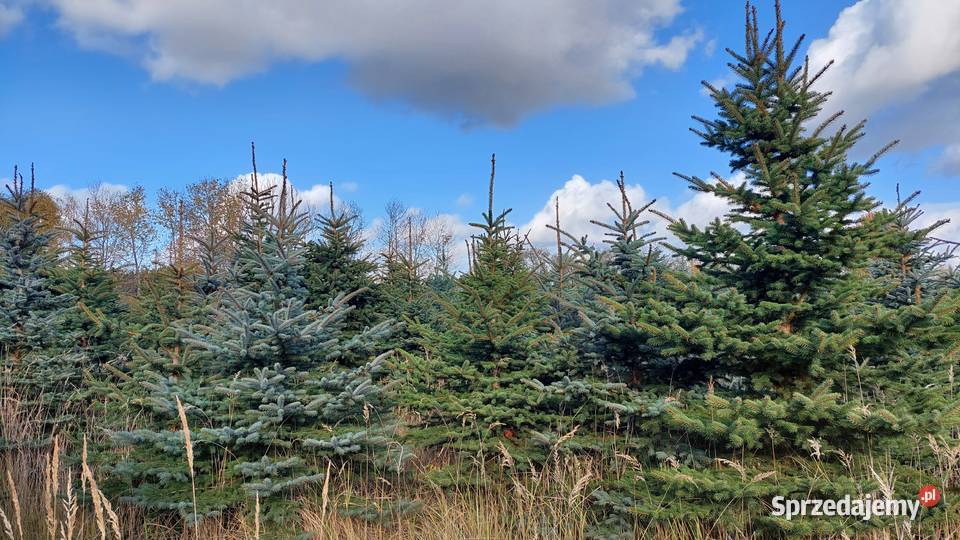 świerk srebrny 15 25m Plantacja Osuchów