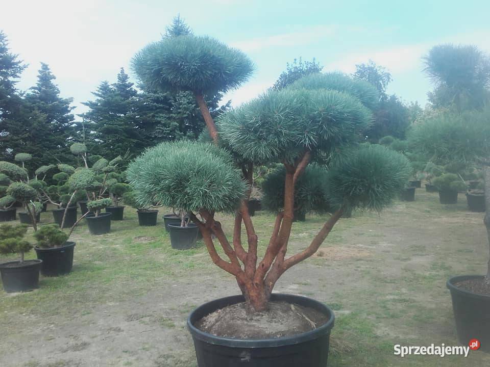 Drzewa Krzewy Rosliny Formowane Na Bonsai Tarnów sprzedam