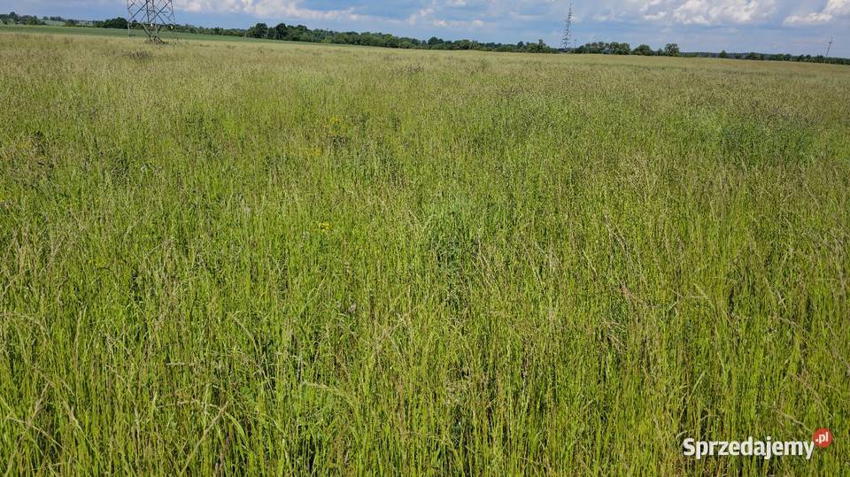 Sprzedam trawe na siano kiszonkę Rośliny pastewne Rolnictwo Bartoszyce