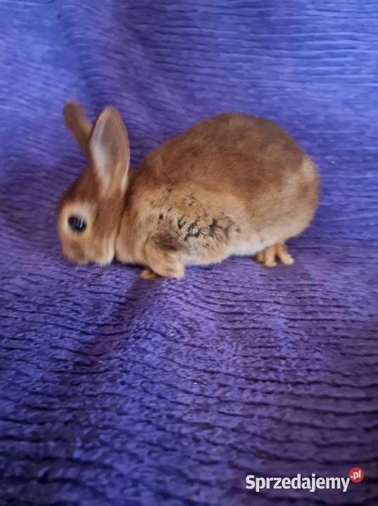 królik rex karzełek miniaturka samiczka samiec Króliki