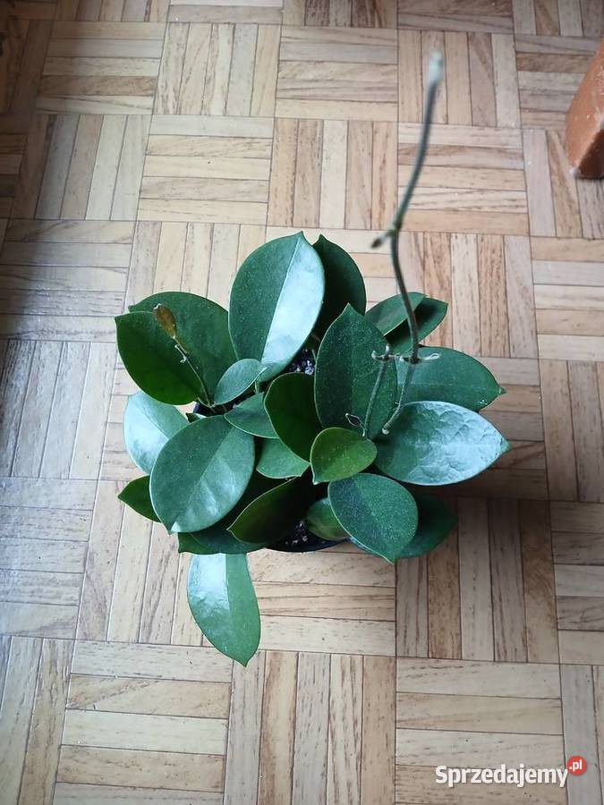 Hoya australis gęsta śląskie Częstochowa sprzedam