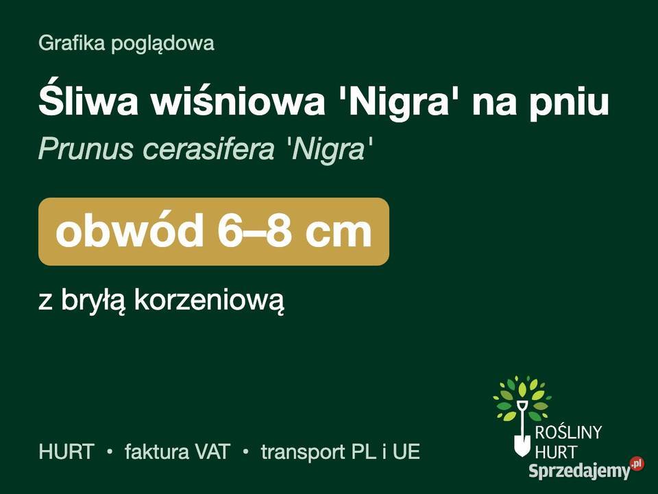 Śliwa wiśniowa Nigra na pniu obwód 68 z bryłą wielkopolskie