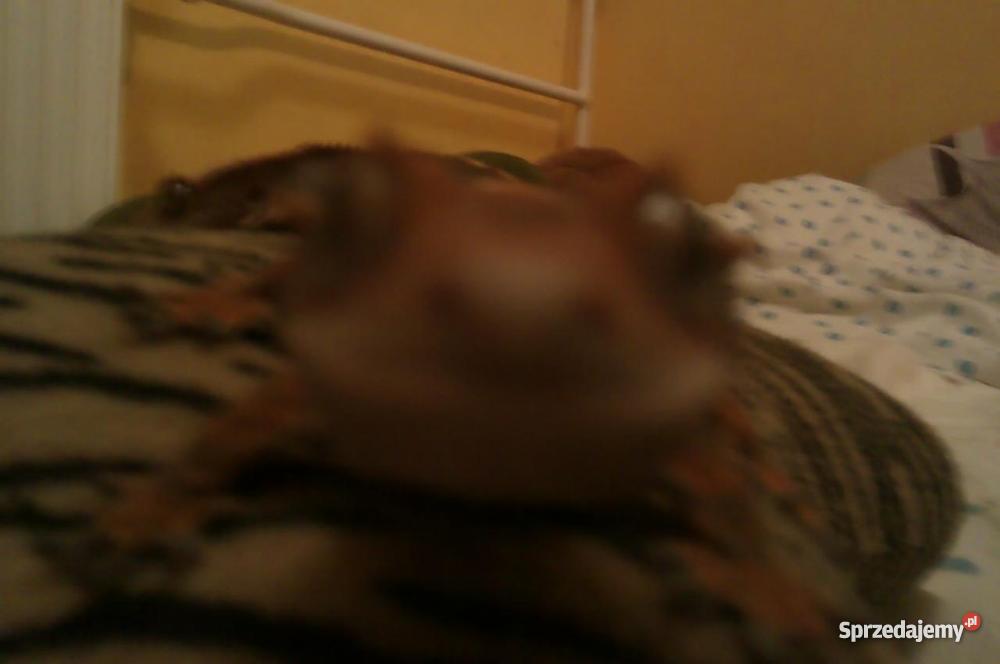 dwa gekony orzęsione terrarium 120x40x60 Pozostałe Opole