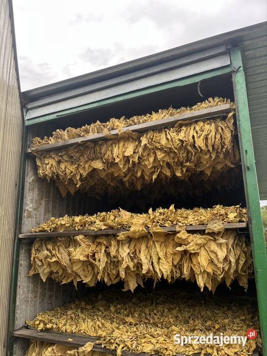 Suszarnia Muller 48 do tytoniu Pozostałe lubelskie Tarnogród