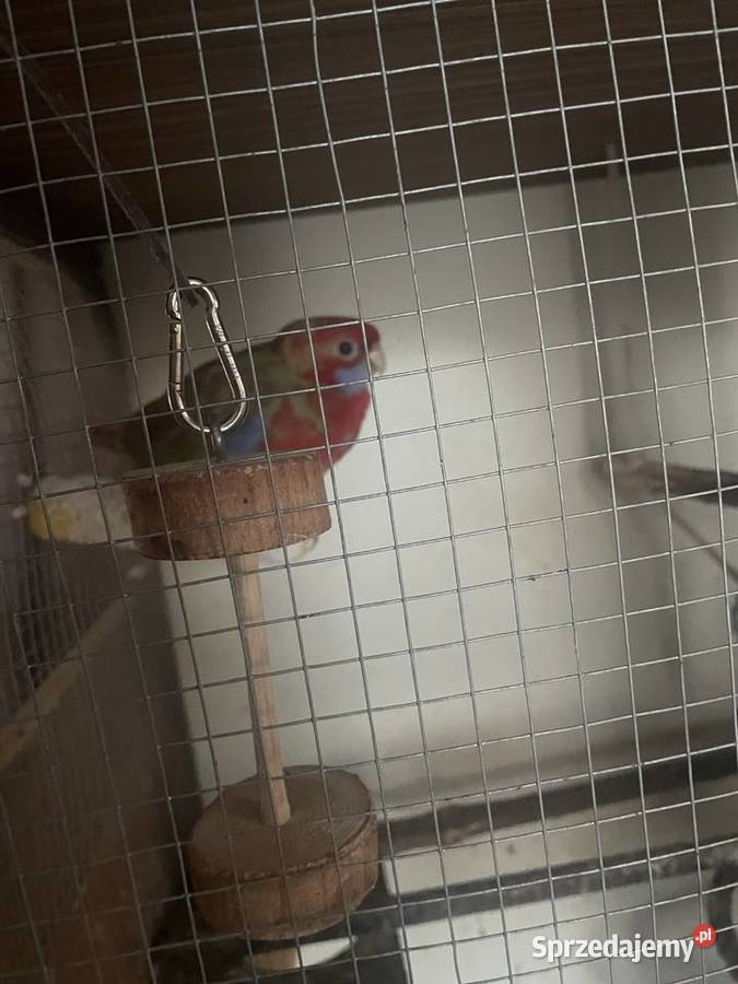 Sprzedam rozelle królewską samca Ryki