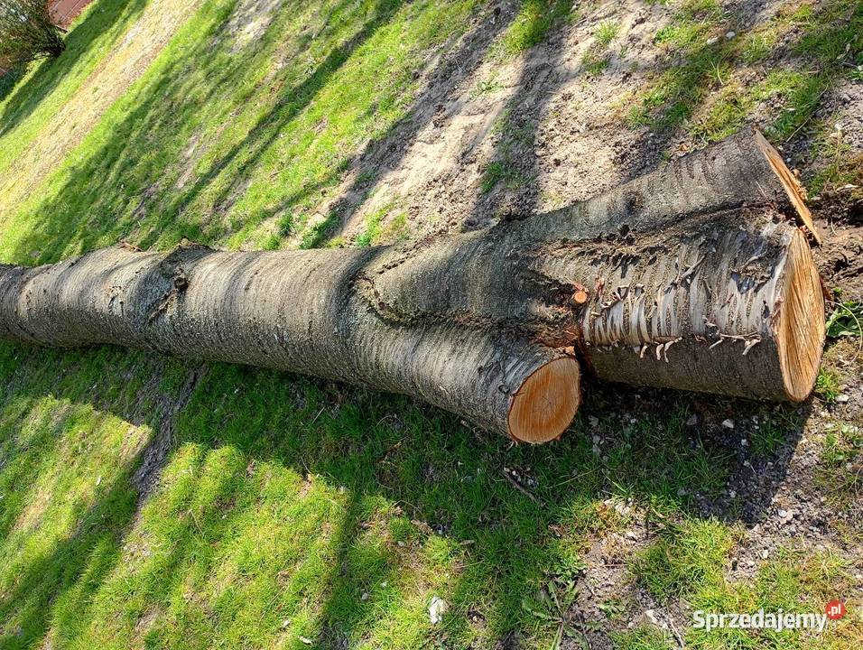 Pień dzikiej czereśni 5 mb na opał materiał Łuszczów Pierwszy