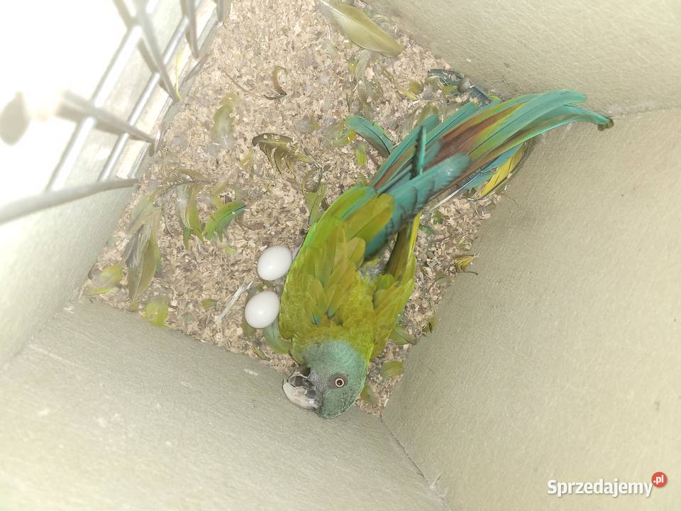 Ara Ary koloni Coloni Para 2014r Niepruszewo