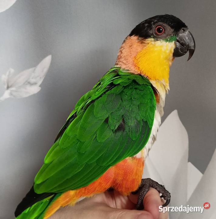 Barwinki bialobrzuche dwa samce klatka zabawki Gdynia