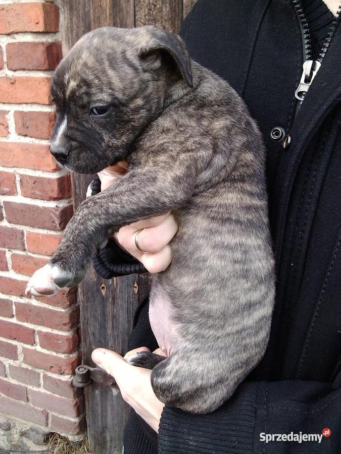 PITBULL AMSTAFF SZCZENIETA 8 tyg