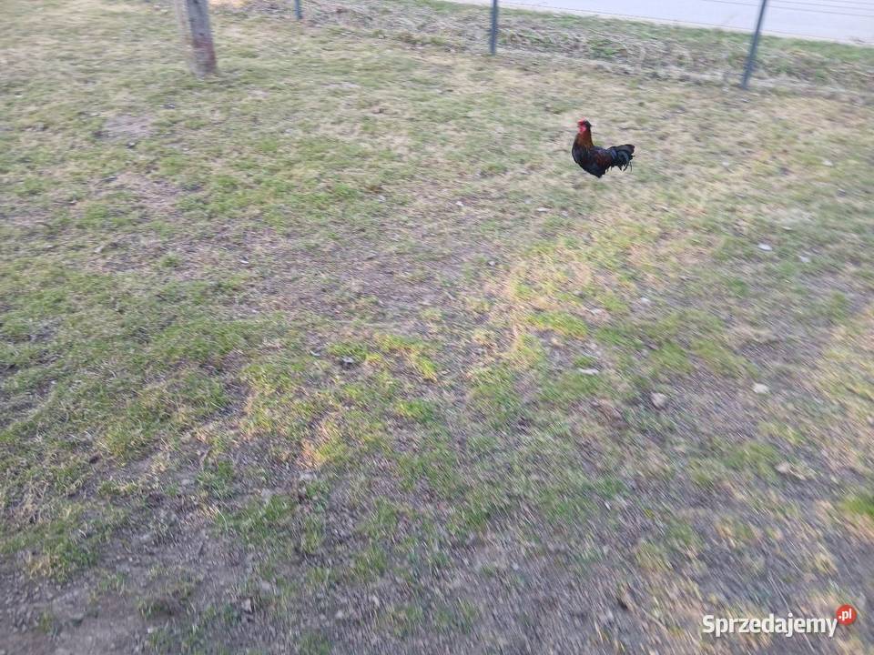 Kogutki liliputki małe I średnie zielononozki Drób i ptactwo Czarnocin