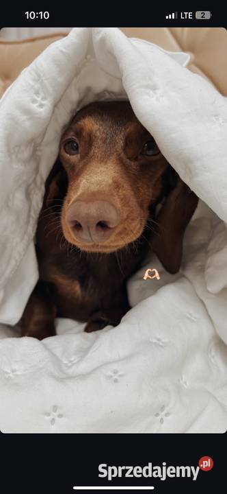 Śliczna suczka ruda miniaturka Kraków