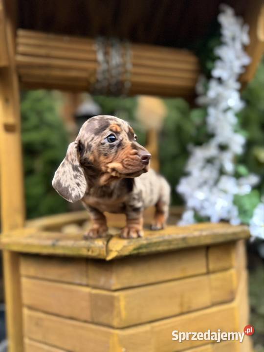 Wyjątkowa Sunia Jamnik miniaturowy Choco merle z