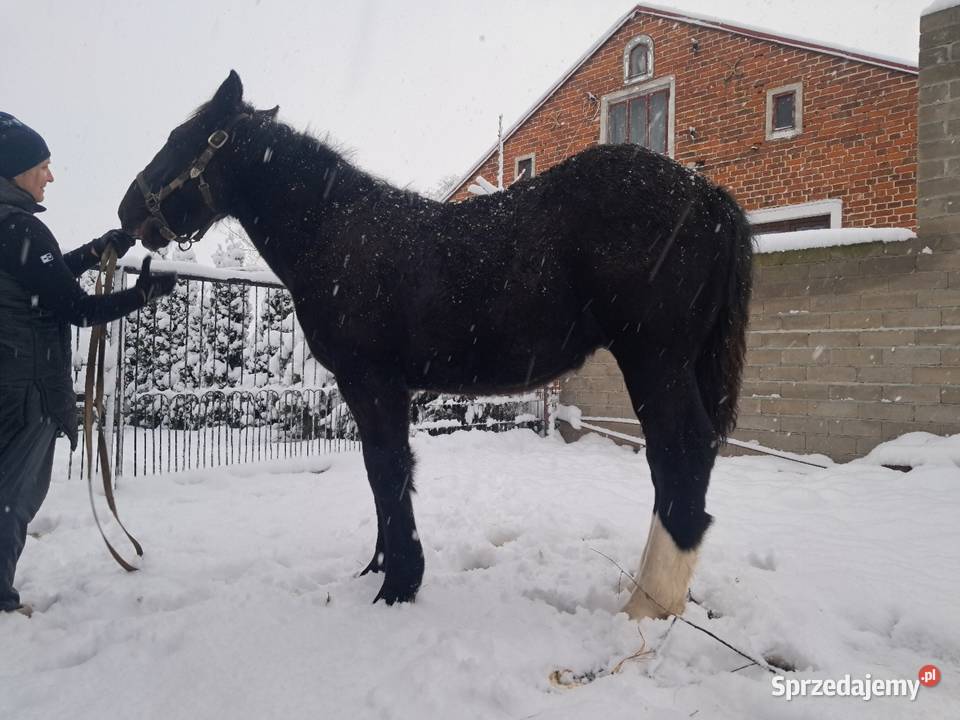 Ogierki zimnokrwiste lubelskie Janów