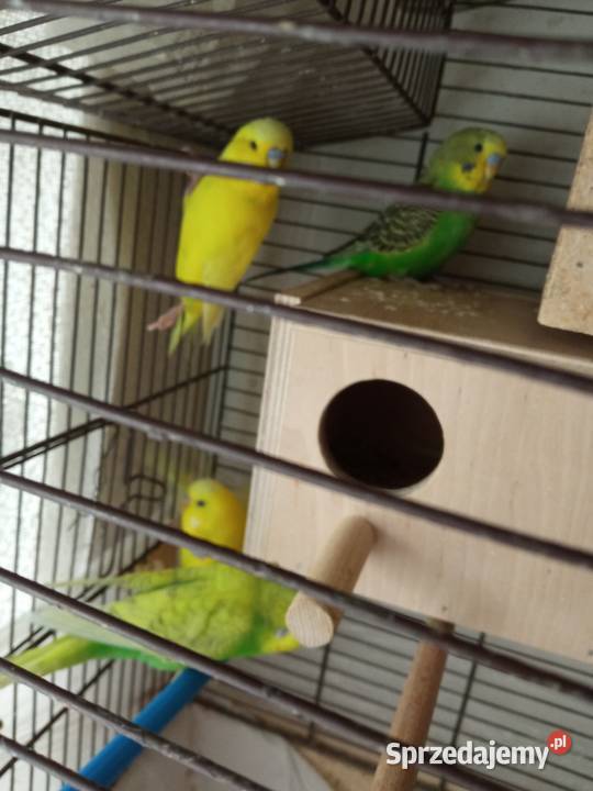 Papużki faliste dwumiesięczne tęczowe sprzedam Kraków