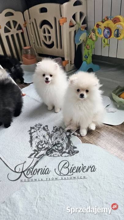 Szpic MiniaturowyPolski piesek Cream PASZPORT Sędziejowice