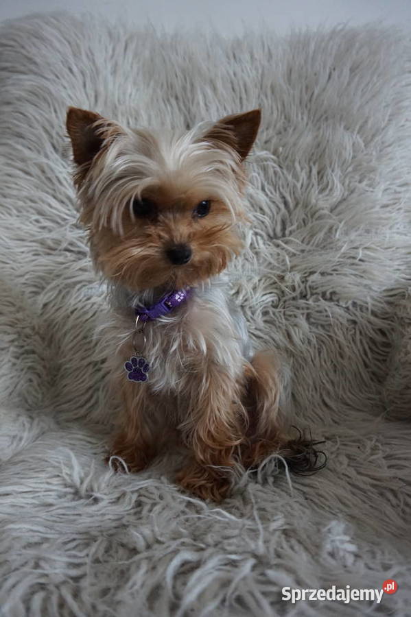 Piesek Yorkshire Terrier Skomielna Biała