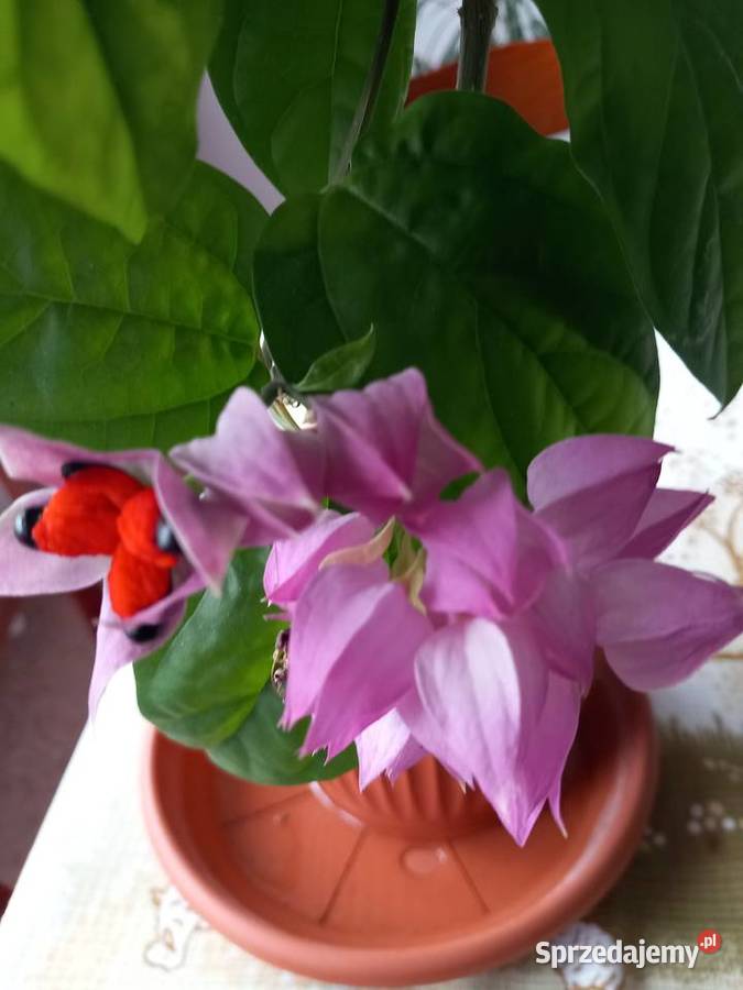 Szczęślin roślina kwitnąca Sosnowiec