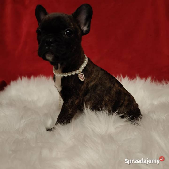 Buldog francuski przebadanych rodzicach Łańcut