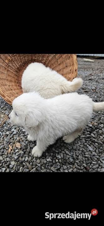 Polski Owczarek Podhalanski szczeniaki Owczarek podkarpackie Majdan Królewski sprzedam