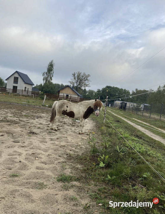 Kuckucyk na sprzedaż z paszportem Konie Krępica