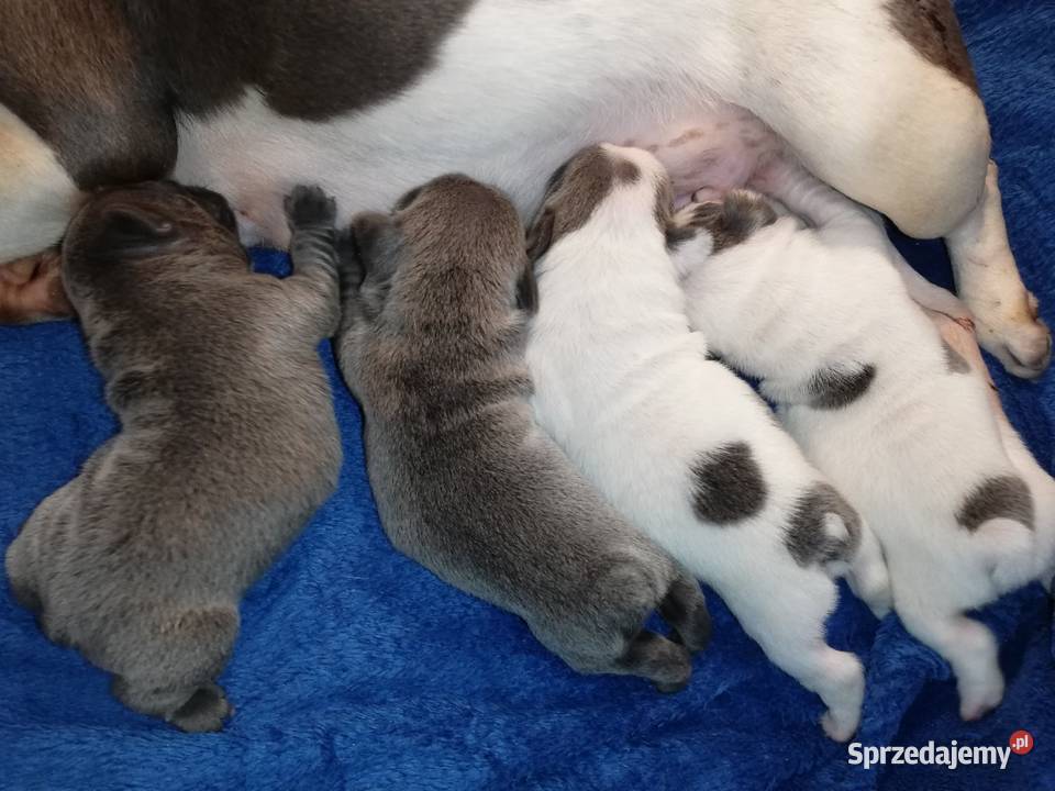 buldog francuski niebieskie i białoniebieskie Psy Borzęcin sprzedam