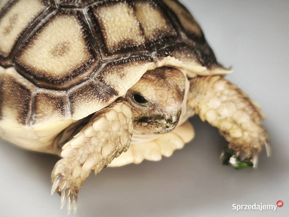 Żółw pustynny młody osobnik Gady i płazy Wałbrzych sprzedam