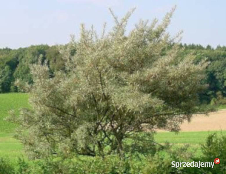 ROKITNIK LECZNICZY Hippophae rhamnoides NASIONA Lubanie sprzedam