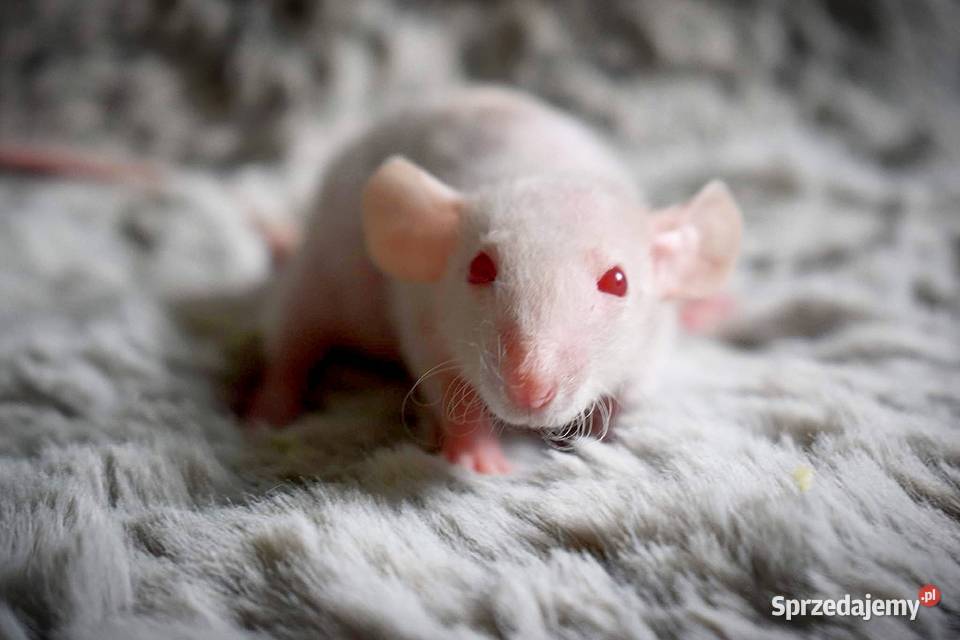 Szczury szczurki szczur dumbo dumbo rex dumbo Wrocław