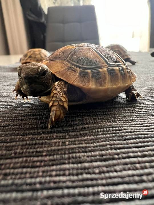 Żółw grecki lądowy terrarium wyposażenie sprzedam