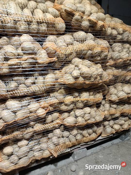 Ziemniaki Jadalny Piwonia Lord Soraya śląskie Bielsko-Biała