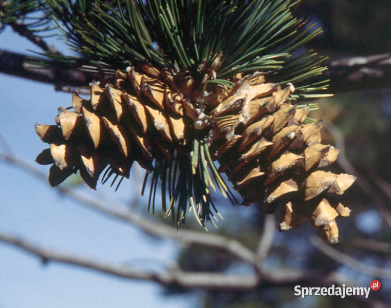 SOSNA GIĘTKA Pinus flexilis NASIONA 100 sztuk Iglaste