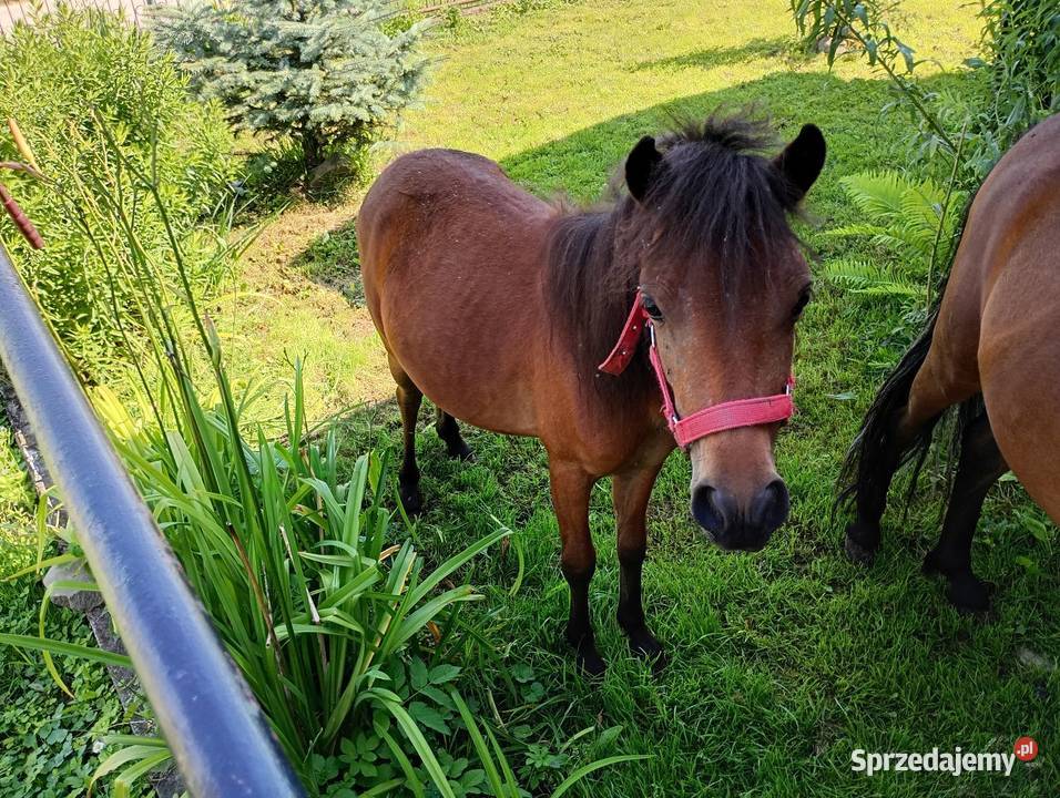 Kucyk lubelskie Nedeżów