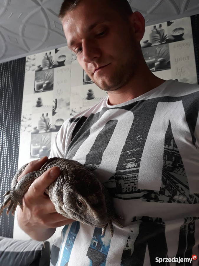 Waran stepowy samiec Jastrzębie-Zdrój