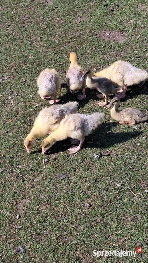 Sprzedam gąski Miedziana sprzedam