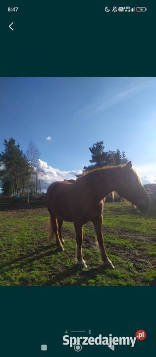 Sprzedam Klacz Zimnokrwistą Radawa sprzedam