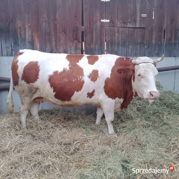 Sprzedam 2 eko krowy SM i Yersey w ręce Zwoleń