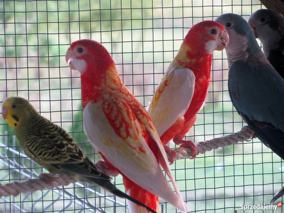 Papuga papugi rozella białolica rubino