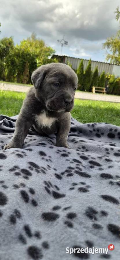 Szczenięta Cane Corso rodowodowe