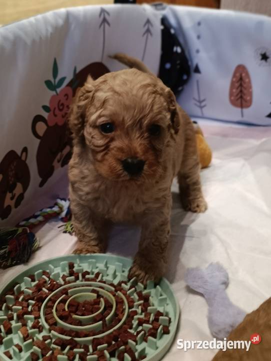 Cavapoo szczenięta Krapkowice