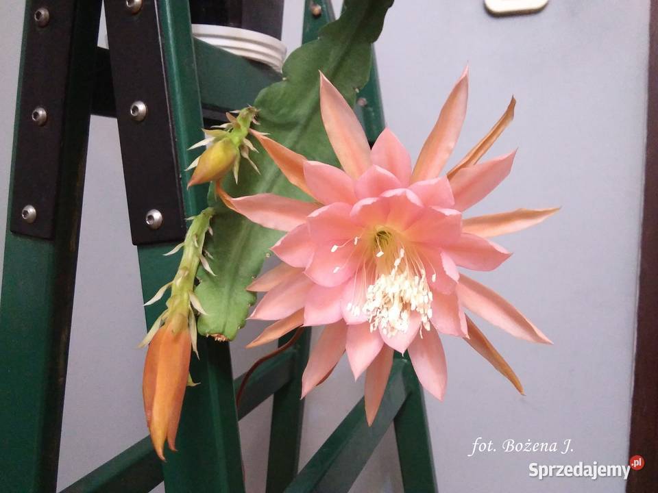 Epiphyllum epifilum kaktus NOWOŚĆ w Polsce małopolskie Skawina sprzedam