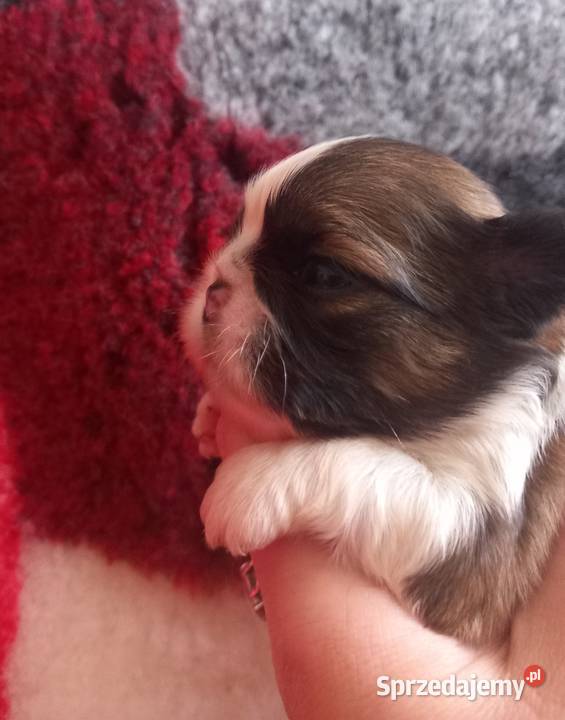 ShihTzu sprzedam