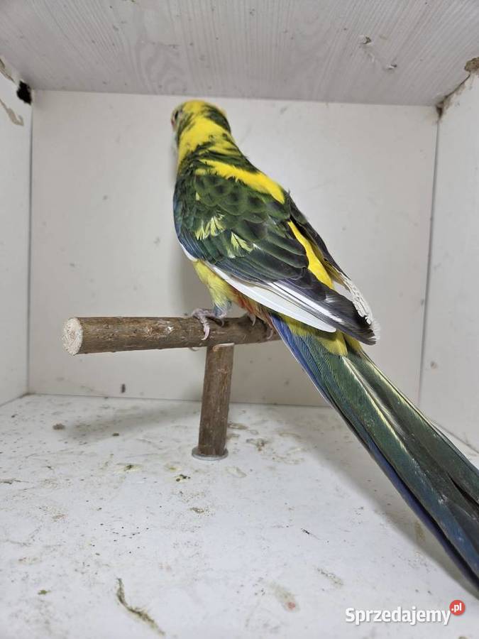 Rozella królewska samiec sprzedam