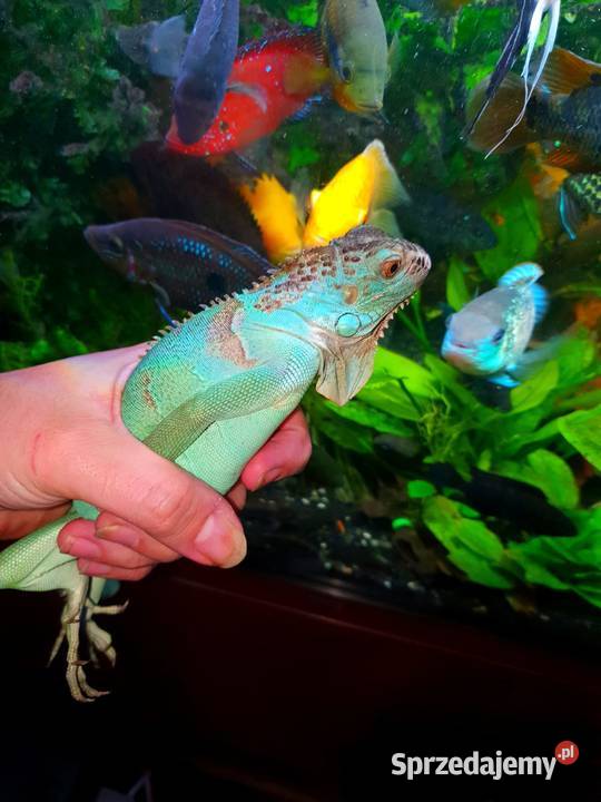 Blue Iguana Legwan Młody Blue