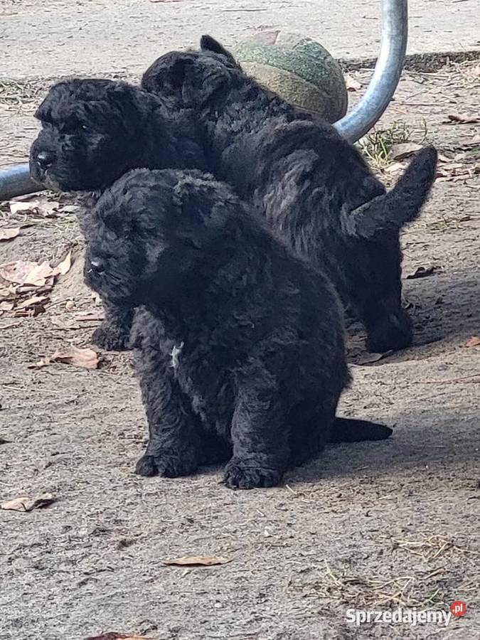 BOUVIER DES FLANDRES zachodniopomorskie Kobylanka sprzedam