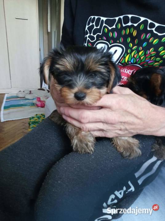 Oddam w ręce szczeniaki 2 suczki Lublin