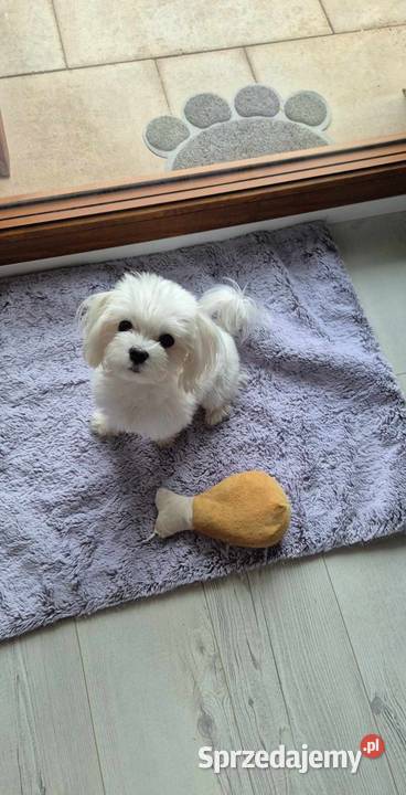 Maltańczyk z rodowodem UCI Maltańczyk