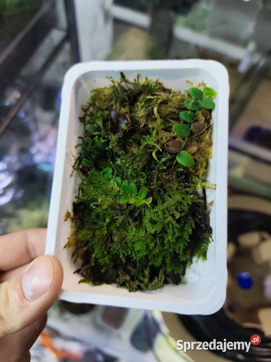 Rośliny do terrarium MarcgraviaSolanum Krapkowice