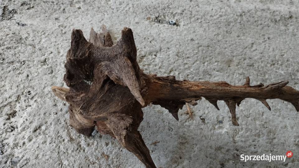 korzeń naturalny ozdobny