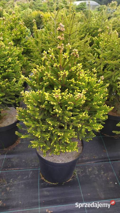 Rośliny ozdobne szczepione na pniu sosna wierzba Jelitów