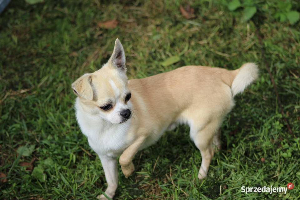 Chihuahua piesek piętnaście miesięcy TANIO Myślenice sprzedam